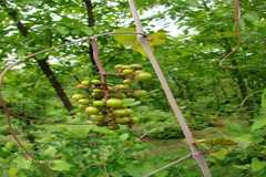 Ampelocissus latifolia